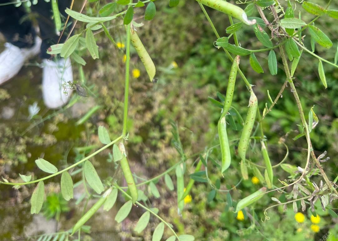 你们管这叫啥？