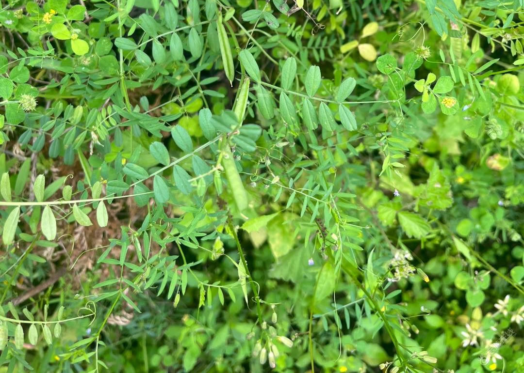 你们管这叫啥？