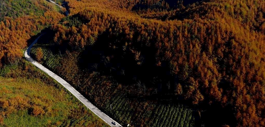 梨子坪森林公园