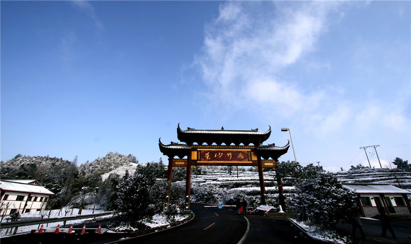 茶山竹海国家森林公园